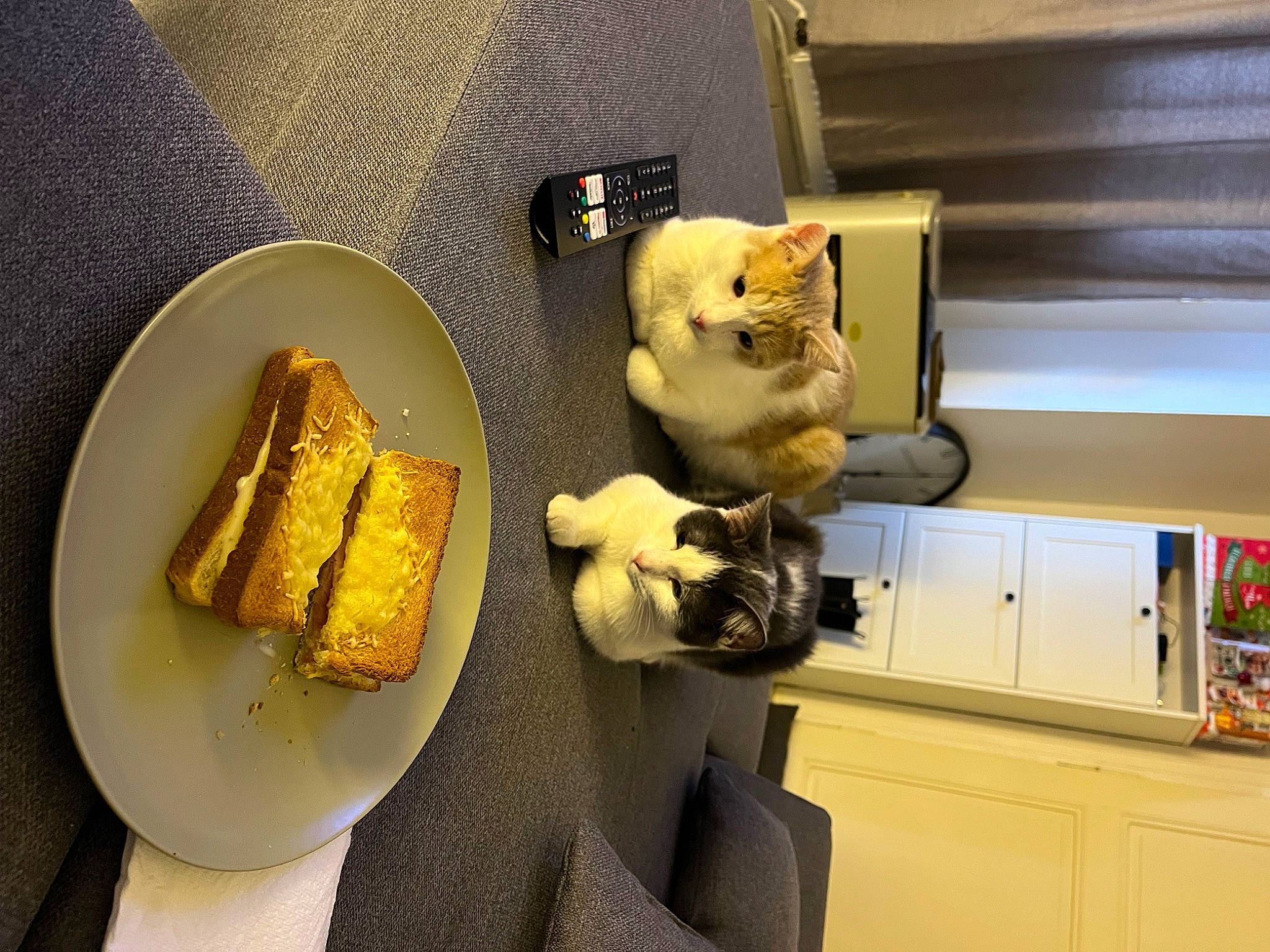 Tinou a rejoint le concours — aidez-le/la à gagner de superbes lots ! comfort_food, corn, corn_kernels, corn_on_the_cob, cuisine, dish, felidae, finger_food, food, ingredient, junk_food, plate, produce, recipe, shelf, stuffed_toy, sweet_corn, teddy_bear, toy, vegetable