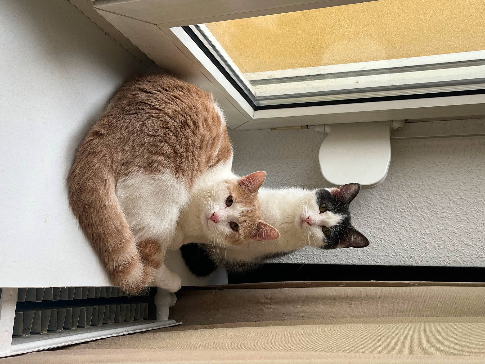 Tinou a rejoint le concours — aidez-le/la à gagner de superbes lots ! carnivore, cat, claw, comfort, domestic_short_haired_cat, eye, fawn, felidae, foot, fur, metal, paw, pet_supply, room, small_to_medium_sized_cats, snout, tail, whiskers, wood