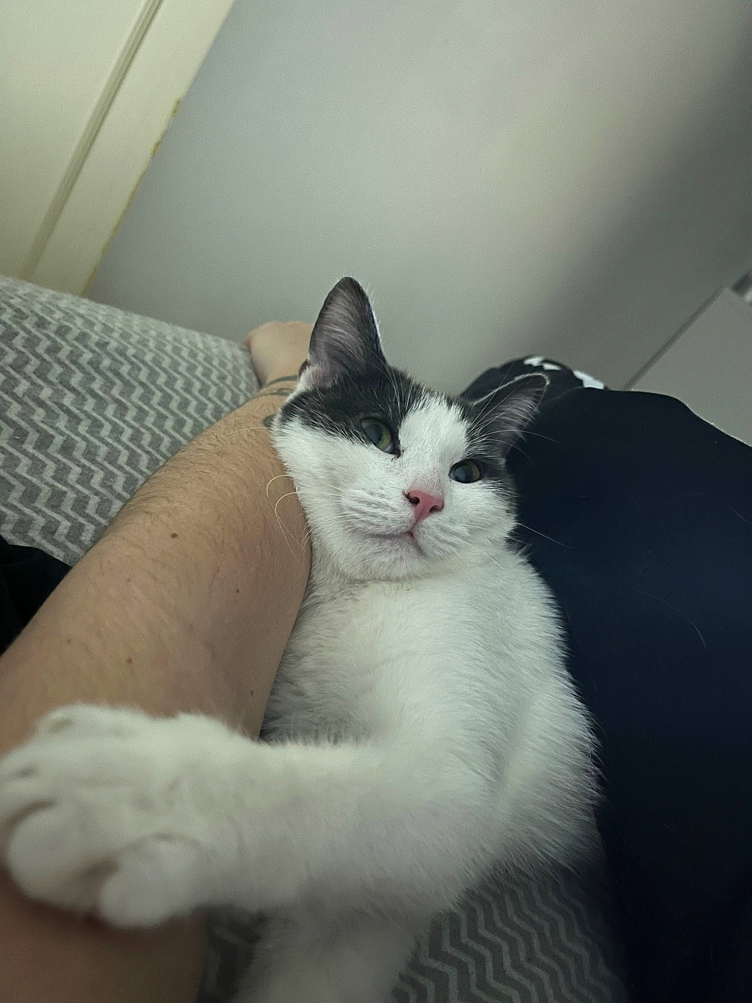 Tinou a rejoint le concours — aidez-le/la à gagner de superbes lots ! carnivore, cat, claw, comfort, domestic_short_haired_cat, eye, felidae, foot, fur, human_leg, leg, paw, sitting, small_to_medium_sized_cats, snout, tail, terrestrial_animal, whiskers