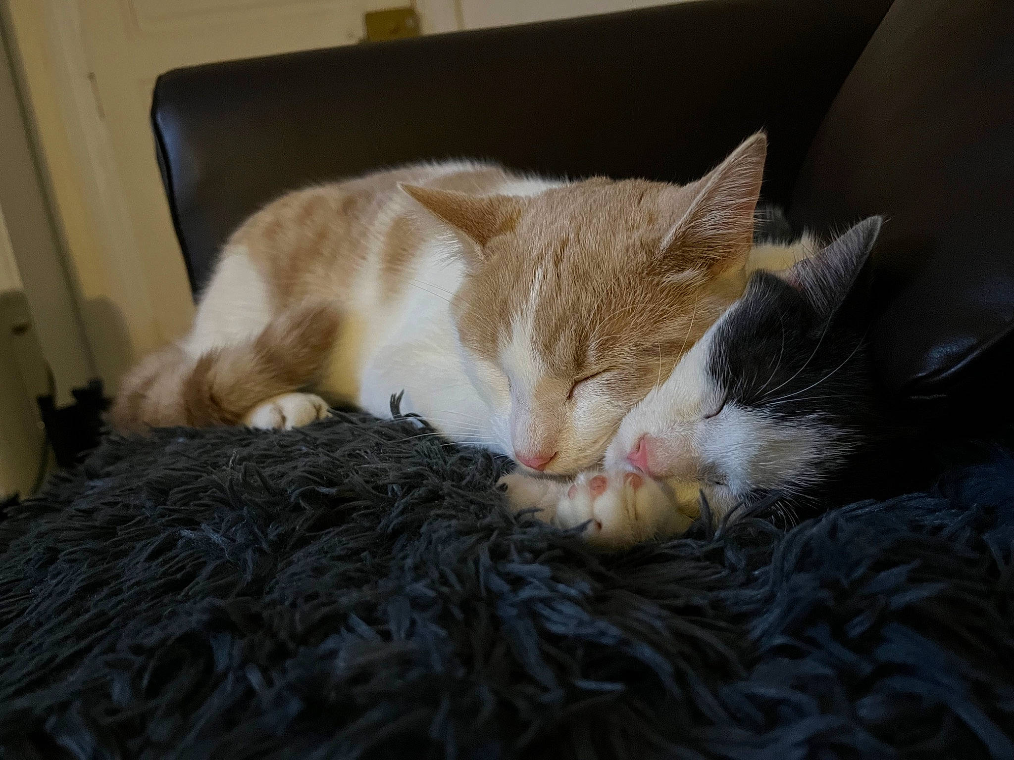 Tinou participe au concours pour gagner de l'argent avec cette photo : box, carnivore, cat, cat_supply, claw, comfort, domestic_short_haired_cat, fawn, felidae, fur, human_leg, linens, nap, paw, sleep, small_to_medium_sized_cats, snout, tail, whiskers, wood