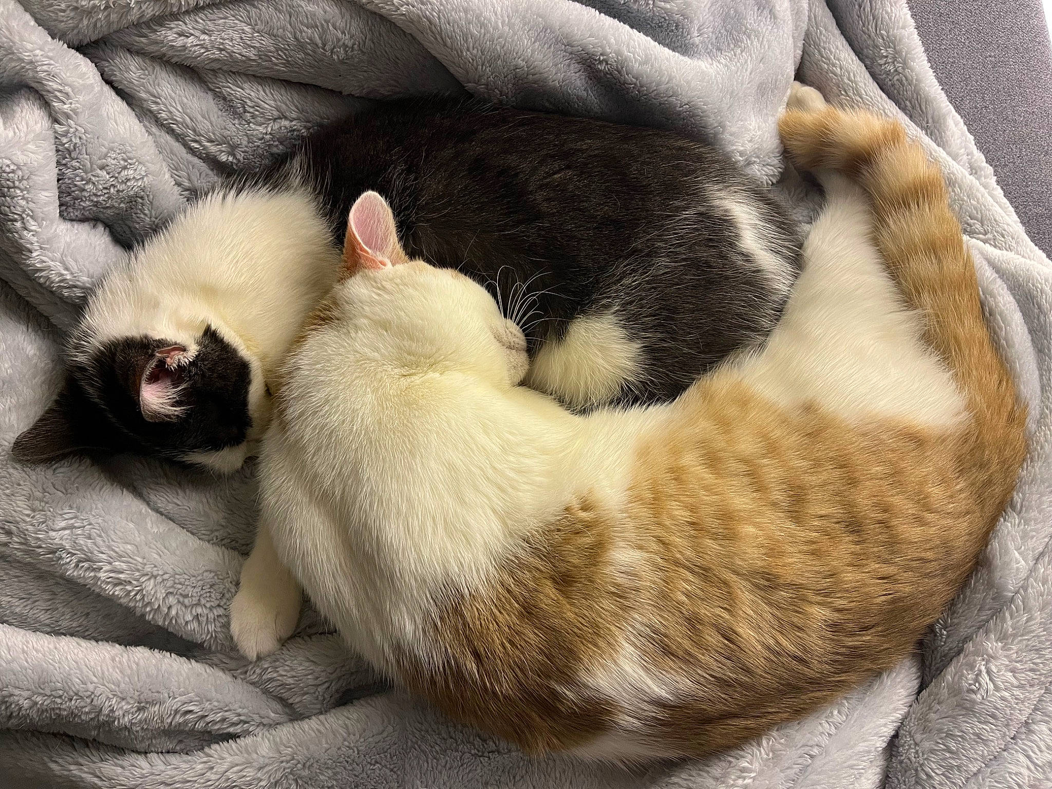 Tinou a rejoint le concours — aidez-le/la à gagner de superbes lots ! carnivore, cat, cat_bed, cat_supply, claw, comfort, domestic_short_haired_cat, fawn, felidae, fur, grey, linens, nap, paw, sleep, small_to_medium_sized_cats, snout, tail, terrestrial_animal, whiskers