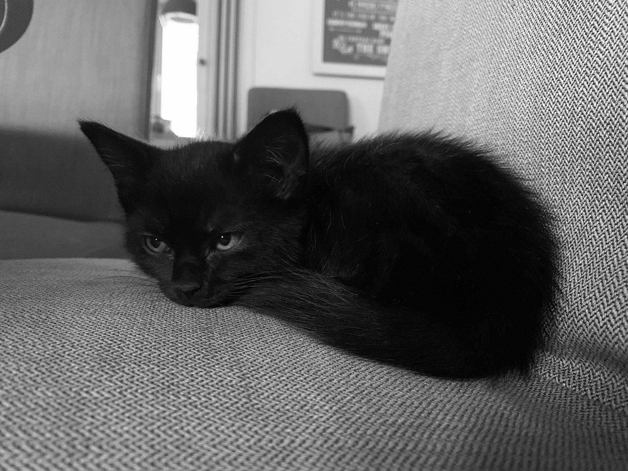 Lulu a rejoint le concours — aidez-le/la à gagner de superbes lots ! asian, black, black_and_white, black_cat, bombay, burmese, carnivore, cat, domestic_short_haired_cat, ear, eye, felidae, fur, kitten, korat, mammal, small_to_medium_sized_cats, snout, whiskers