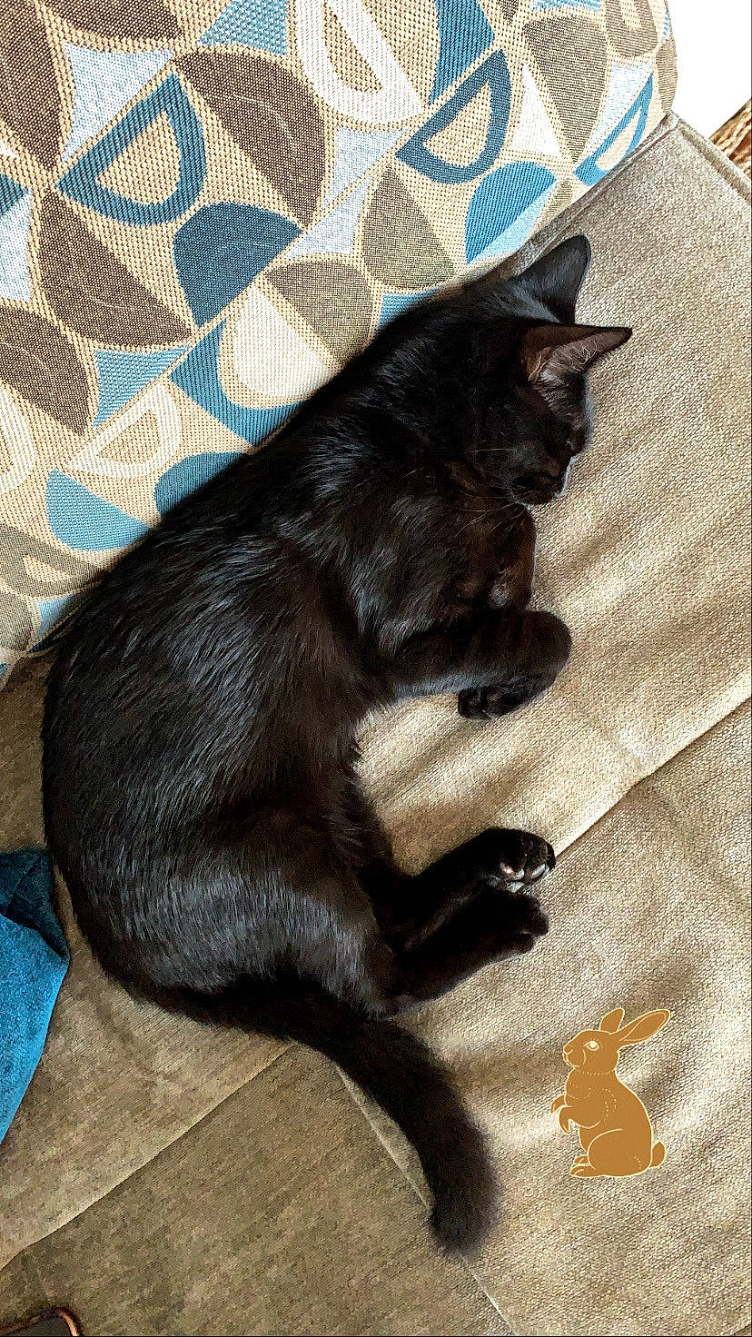 Lulu a rejoint le concours — aidez-le/la à gagner de superbes lots ! black_cat, bombay, carnivore, cat, claw, domestic_short_haired_cat, felidae, fur, havana_brown, kitten, small_to_medium_sized_cats, tail, whiskers