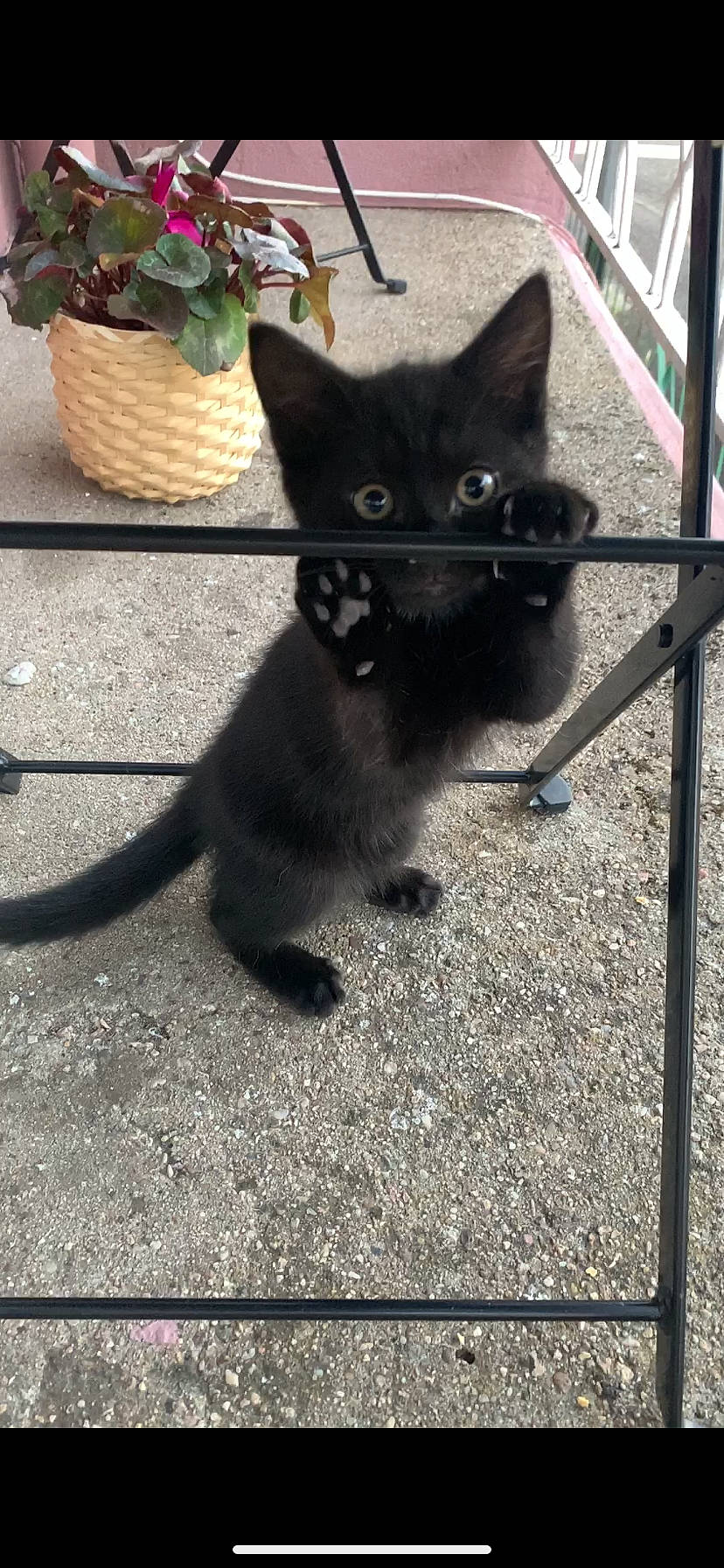 Lulu a rejoint le concours — aidez-le/la à gagner de superbes lots ! asian, black_cat, bombay, burmese, carnivore, cat, domestic_short_haired_cat, felidae, kitten, korat, mammal, polydactyl_cat, russian_blue, small_to_medium_sized_cats, tail, vertebrate, whiskers