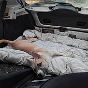 Booba participe au concours pour gagner de l'argent avec cette photo : dog, blanket, vehicle, window, outdoor, sunset, relaxed, lying_down, ears, fur, tail, metal_floor, backseat, calm, pet, resting, nature, trees, countryside, daylight