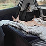 Booba a rejoint le concours — aidez-le/la à gagner de superbes lots ! dog, blanket, car_interior, window, seatbelt, resting, relaxed, animal, pet, fur, ears, paw, tail, outdoors, nature, grass, trees, daylight, metal_surface, travel