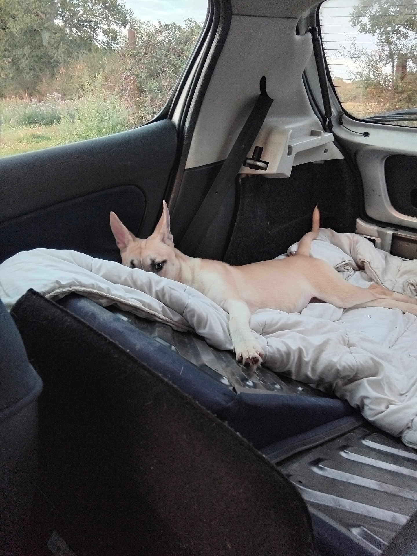 Booba a rejoint le concours — aidez-le/la à gagner de superbes lots ! dog, blanket, car_interior, window, seatbelt, resting, relaxed, animal, pet, fur, ears, paw, tail, outdoors, nature, grass, trees, daylight, metal_surface, travel