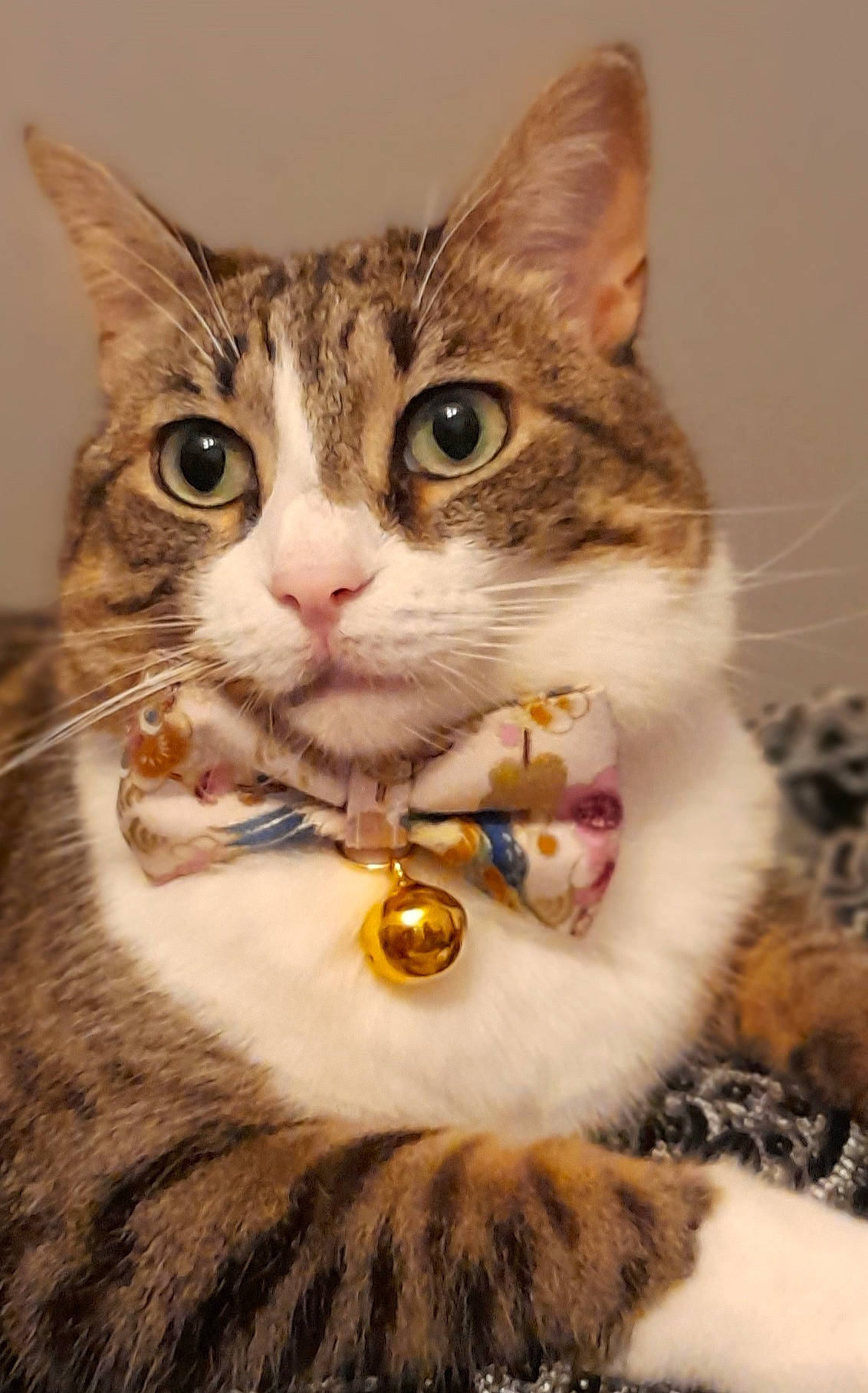 Pelote a rejoint le concours — aidez-le/la à gagner de superbes lots ! aegean_cat, american_bobtail, american_shorthair, american_wirehair, arabian_mau, asian, australian_mist, carnivore, cat, domestic_short_haired_cat, dragon_li, european_shorthair, felidae, kitten, mammal, siberian, small_to_medium_sized_cats, tabby_cat, vertebrate, whiskers