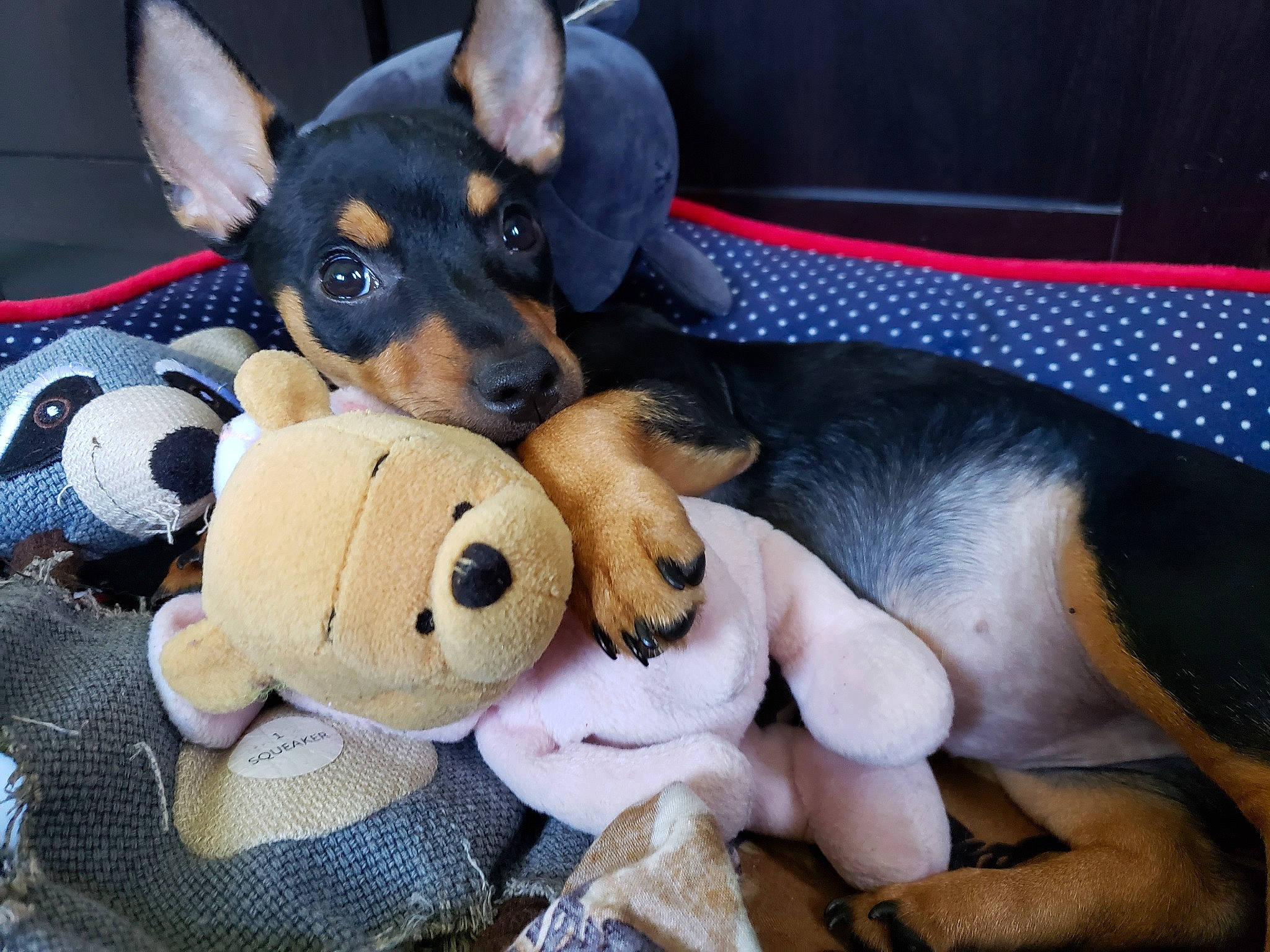Mochii joined the competition — help win amazing prizes! canidae, carnivore, dobermann, dog, dog_breed, dog_toy, english_toy_terrier, german_pinscher, guard_dog, mammal, manchester_terrier, miniature_pinscher, pinscher, plush, prazsky_krysarik, puppy, stuffed_toy, toy_dog, toy_manchester_terrier, vertebrate