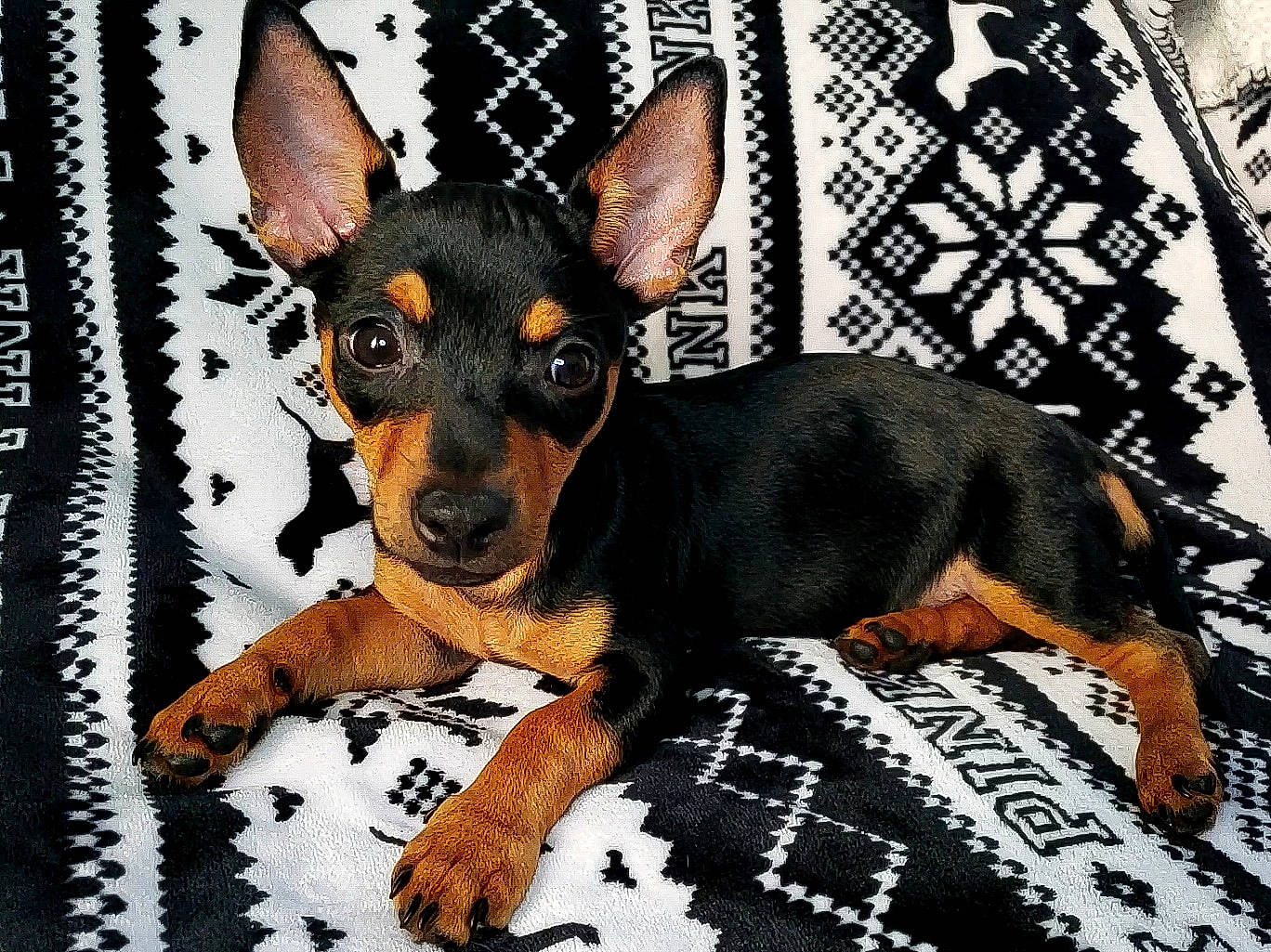 Mochii joined the competition — help win amazing prizes! black_and_tan_terrier, canidae, carnivore, dobermann, dog, dog_breed, english_toy_terrier, german_pinscher, guard_dog, mammal, manchester_terrier, miniature_pinscher, non_sporting_group, pinscher, prazsky_krysarik, russkiy_toy, snout, toy_dog, toy_manchester_terrier, vertebrate