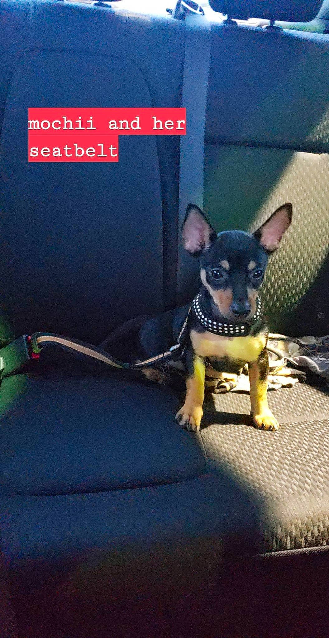 Mochii joined the competition — help win amazing prizes! canidae, carnivore, chihuahua, companion_dog, dog, dog_breed, english_toy_terrier, german_pinscher, mammal, miniature_pinscher, pinscher, prazsky_krysarik, russkiy_toy, terrier, toy_dog, toy_manchester_terrier, vertebrate