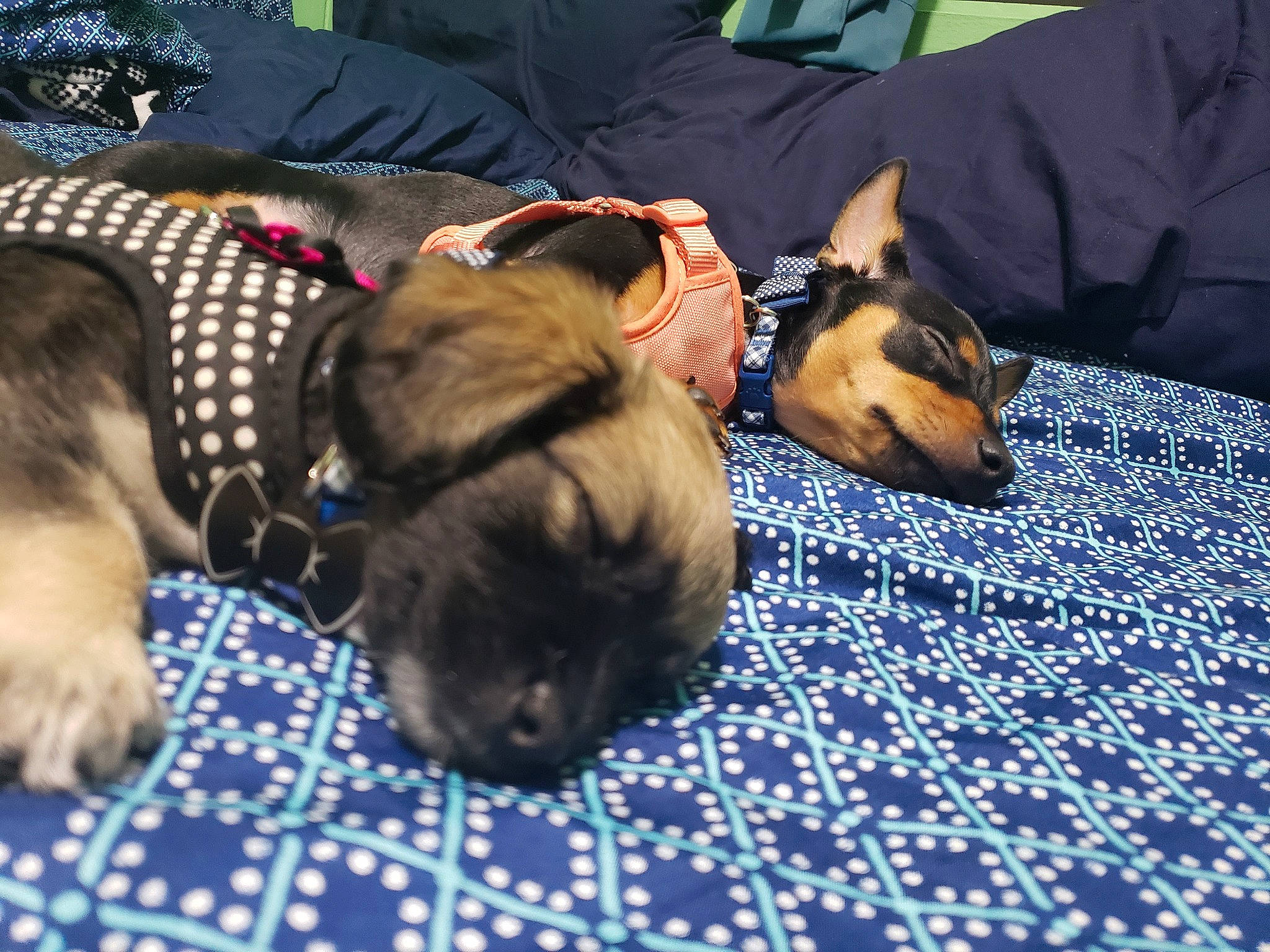 Choco joined the competition — help win amazing prizes! canidae, carnivore, dog, dog_breed, fawn, mammal, non_sporting_group, paw, puppy, puppy_love, snout, vertebrate