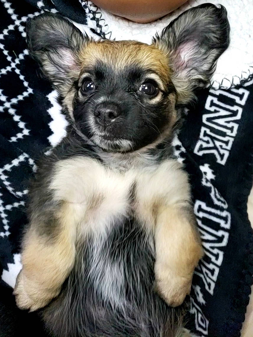 Choco joined the competition — help win amazing prizes! canidae, carnivore, chihuahua, companion_dog, dog, dog_breed, ear, fawn, fur, mammal, puppy, rare_breed_dog, snout, vertebrate, whiskers