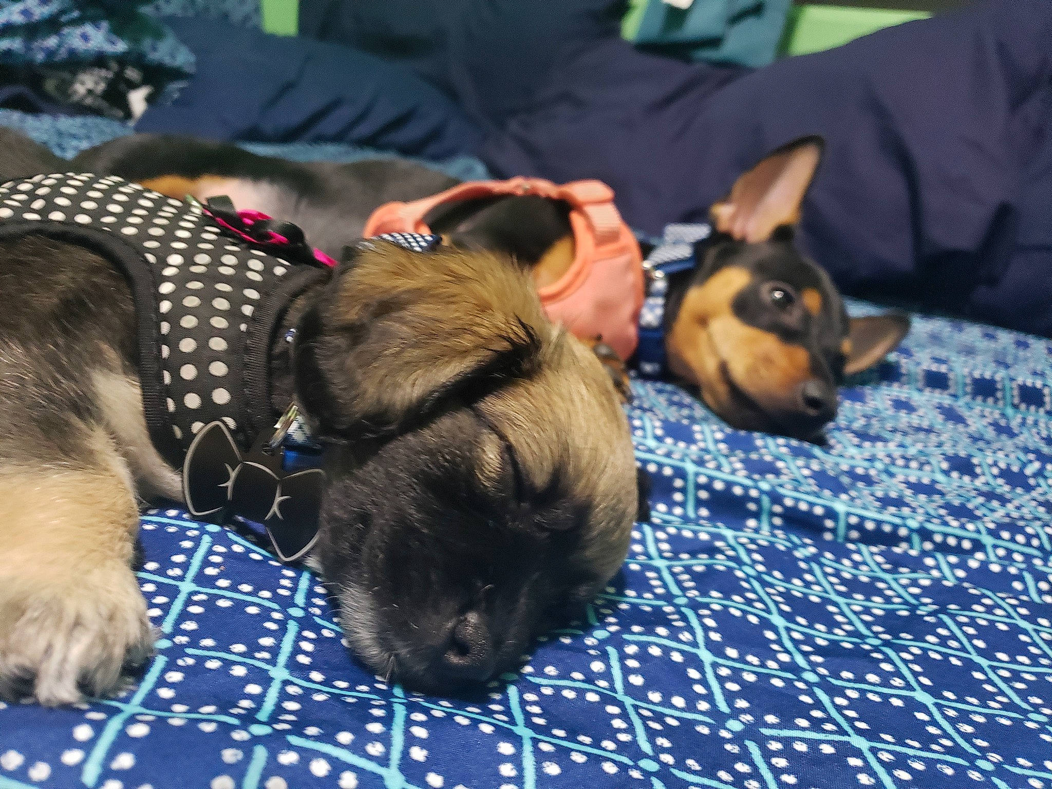 Choco joined the competition — help win amazing prizes! border_terrier, canidae, carnivore, companion_dog, dog, dog_breed, ear, fawn, mammal, paw, puppy, puppy_love, snout, vertebrate