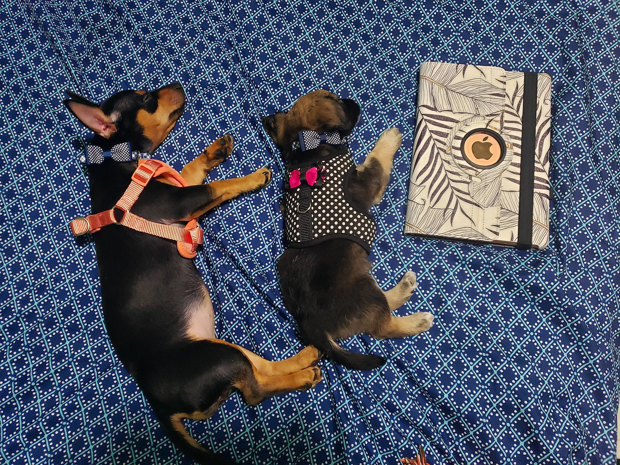 Choco is registered to the contest to win money with this photo: canidae, carnivore, dog, dog_breed, english_toy_terrier, german_pinscher, guard_dog, mammal, miniature_pinscher, pinscher, prazsky_krysarik, russkiy_toy, toy_dog, vertebrate