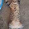 Pepper joined the competition — help win amazing prizes! cat, tabby, kitten, feline, pet, animal, lying_down, belly_up, wide_eyed, whiskers, ears, striped_fur, spotted_fur, fluffy, tail, paws, carpet, indoor, portrait, funny_pose