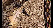 Pepper joined the competition — help win amazing prizes! cat, tabby_cat, pet, feline, carpet, dartboard, dart, indoors, floor, lying_down, reaching, paw, striped_fur, whiskers, ears, tail, playful, funny, photograph, game