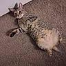 cat, tabby_cat, pet, animal, lying_down, belly_up, fluffy, striped_fur, whiskers, ears, paws, claws, green_eyes, indoor, carpet, floor, home, relaxed, playful, portrait