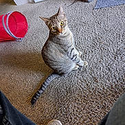 Pepper is registered to the contest to win money with this photo: cat, tabby, pet, animal, feline, sitting, wide_eyes, portrait, carpet, indoor, home, red_tunnel, cat_toy, boots, sneaker, poster, floor, striped_fur, tail, funny_expression