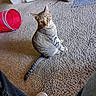 cat, tabby, pet, animal, feline, sitting, wide_eyes, portrait, carpet, indoor, home, red_tunnel, cat_toy, boots, sneaker, poster, floor, striped_fur, tail, funny_expression
