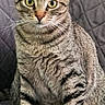 Pepper joined the competition — help win amazing prizes! cat, tabby_cat, pet, animal, sitting, upright, striped_fur, green_eyes, golden_eyes, whiskers, pointed_ears, indoor, couch, quilted_fabric, blanket, portrait, close_up, front_view, alert, cute