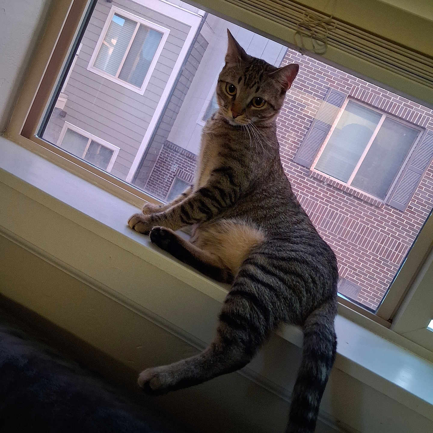Pepper joined the competition — help win amazing prizes! cat, tabby_cat, pet, animal, window, windowsill, indoor, portrait, sitting, looking_at_camera, striped_fur, whiskers, ears, tail, apartment_building, brick_wall, glass, daylight, home, playful
