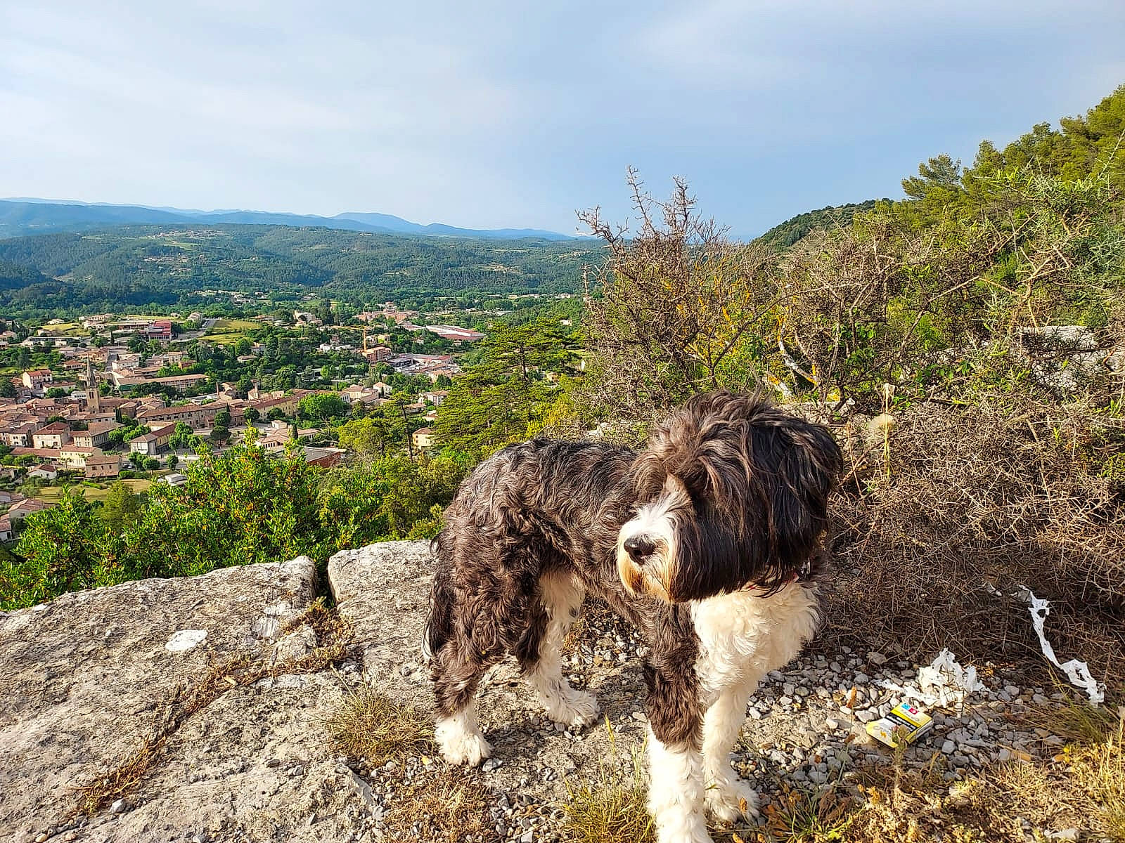 Joy a rejoint le concours — aidez-le/la à gagner de superbes lots ! building, canidae, carnivore, cloud, companion_dog, dog, dog_breed, fur, grass, gun_dog, landscape, mountain, plant, pont_audemer_spaniel, rock, sky, spaniel, sporting_group, water_dog, working_animal