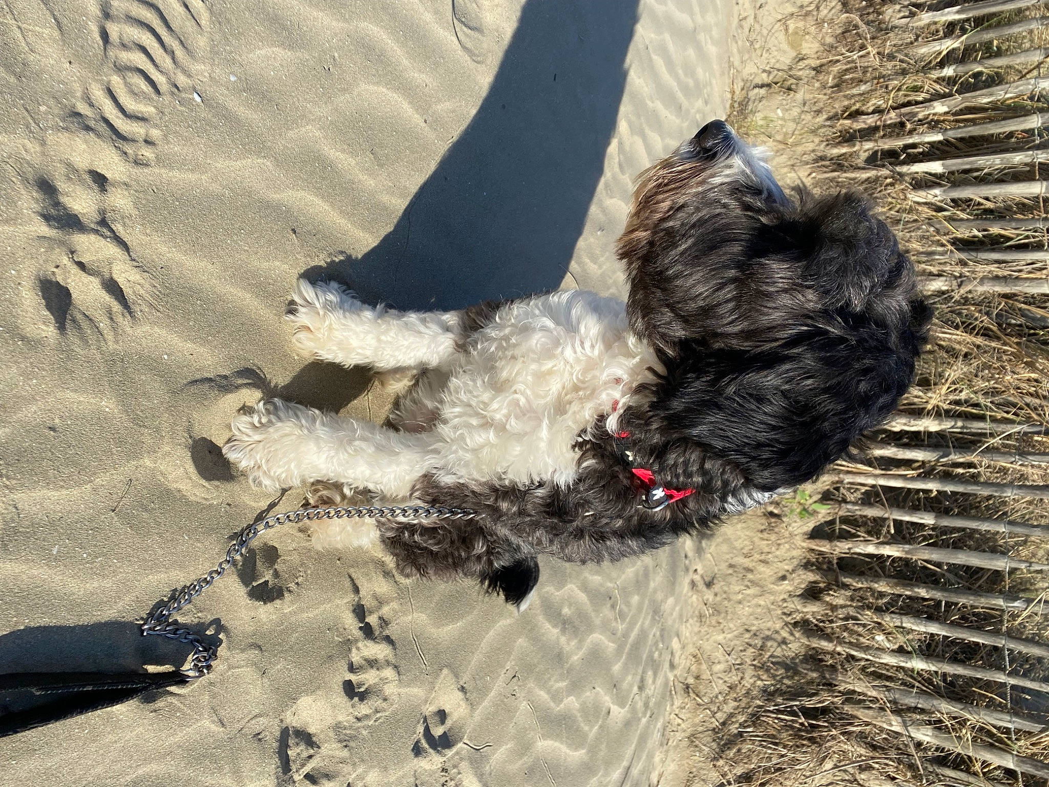 Joy a rejoint le concours — aidez-le/la à gagner de superbes lots ! beach, canidae, carnivore, collar, companion_dog, dog, dog_breed, dog_collar, dog_supply, fur, labradoodle, leash, small_terrier, snout, sporting_group, tail, terrier, toy_dog, water_dog, working_animal