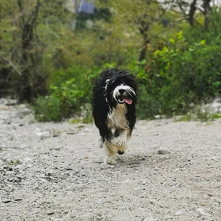 Joy a rejoint le concours — aidez-le/la à gagner de superbes lots ! asphalt, canidae, carnivore, companion_dog, dog, dog_breed, fur, grass, herding_dog, plant, road, road_surface, snout, soil, spaniel, tail, terrier, toy_dog, working_animal, working_dog