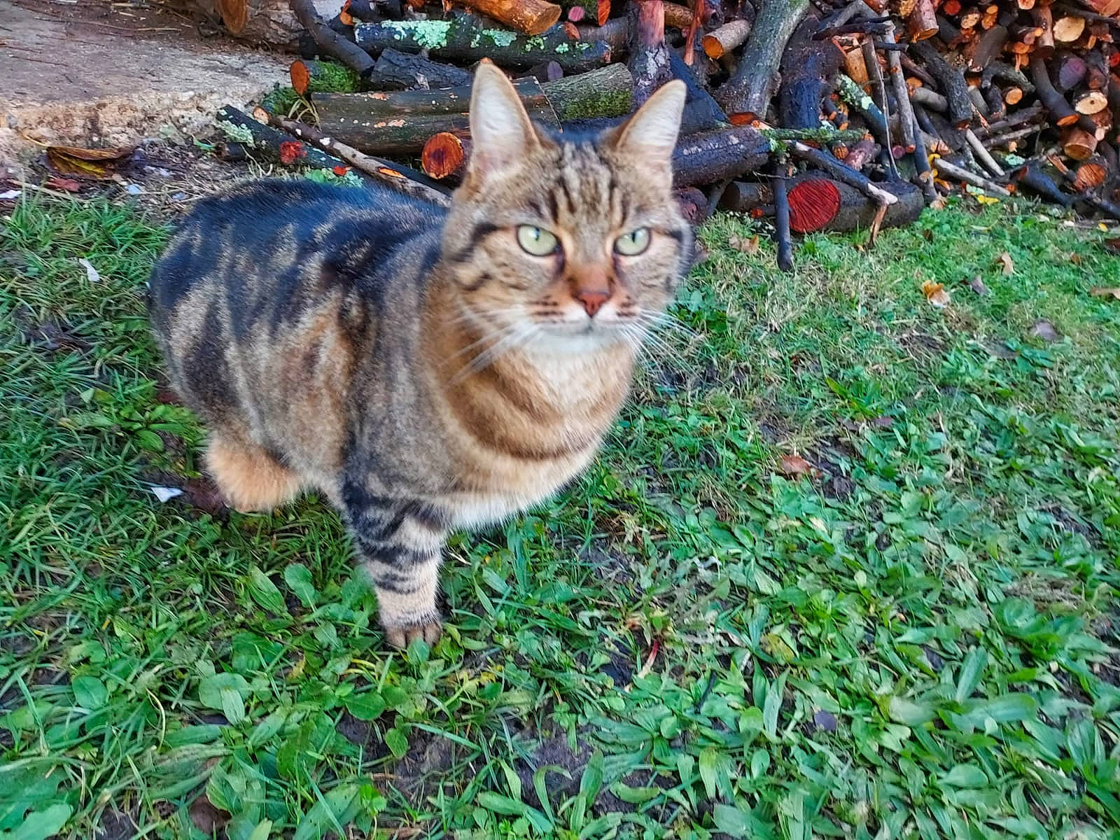 Zelda participe au concours pour gagner de l'argent avec cette photo : carnivore, cat, domestic_short_haired_cat, fawn, felidae, fur, grass, groundcover, plant, small_to_medium_sized_cats, snout, tail, terrestrial_animal, tree, whiskers, wildlife
