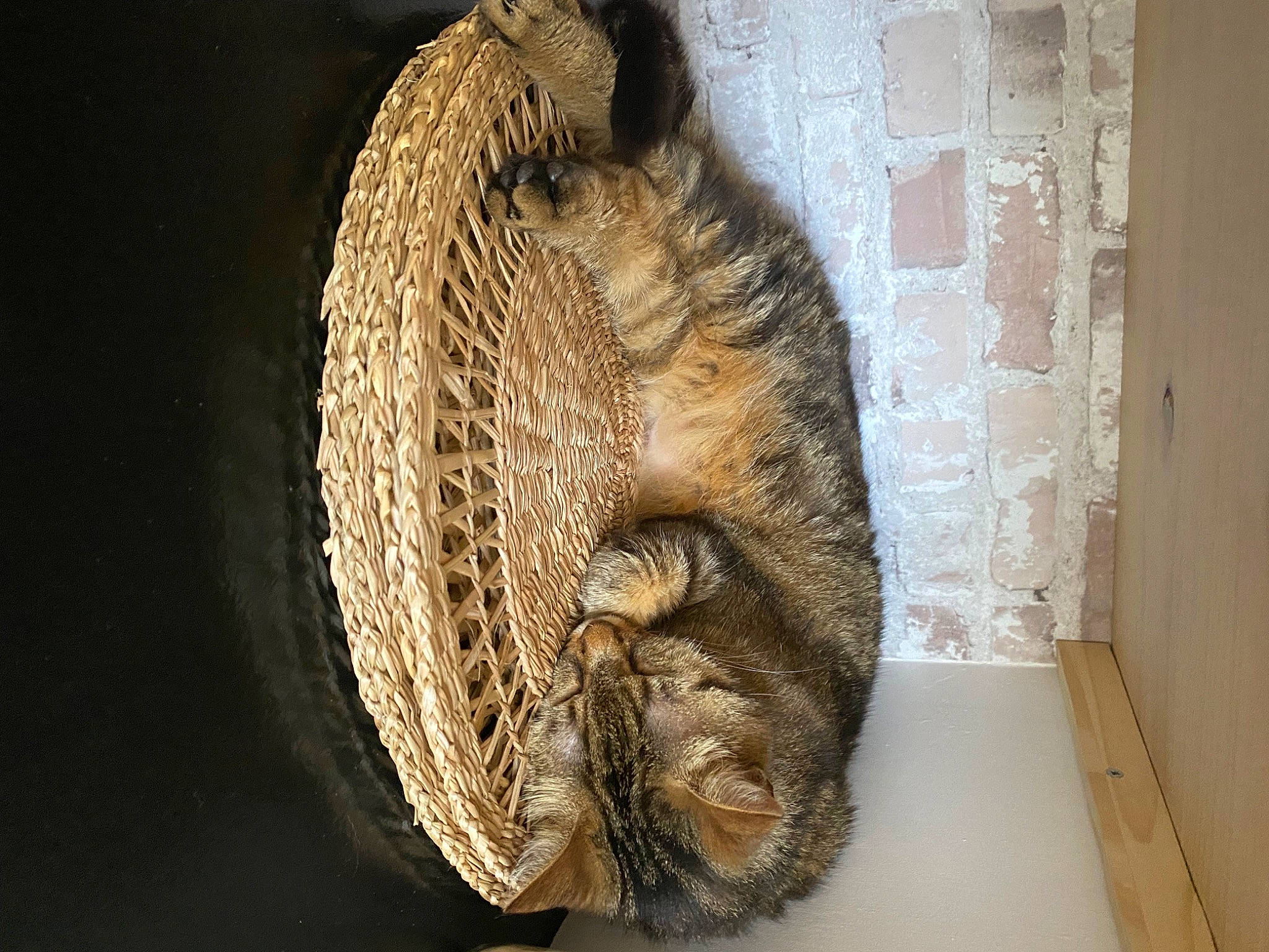 Zelda a rejoint le concours — aidez-le/la à gagner de superbes lots ! artifact, audio_equipment, carving, fashion_accessory, fur, head, metal, natural_material, tail, thread, tree, trunk, wood