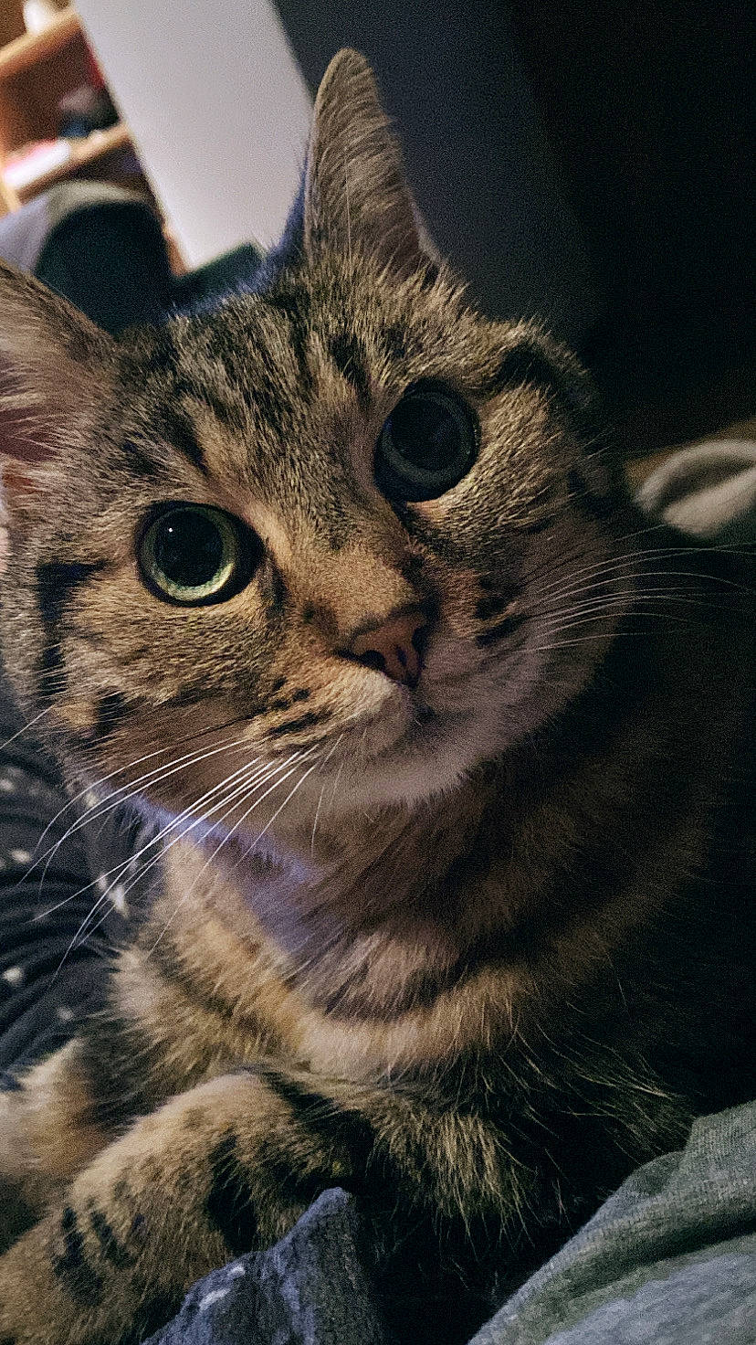 Zelda participe au concours pour gagner de l'argent avec cette photo : carnivore, cat, claw, domestic_short_haired_cat, felidae, fur, paw, small_to_medium_sized_cats, snout, terrestrial_animal, whiskers, wildlife, window