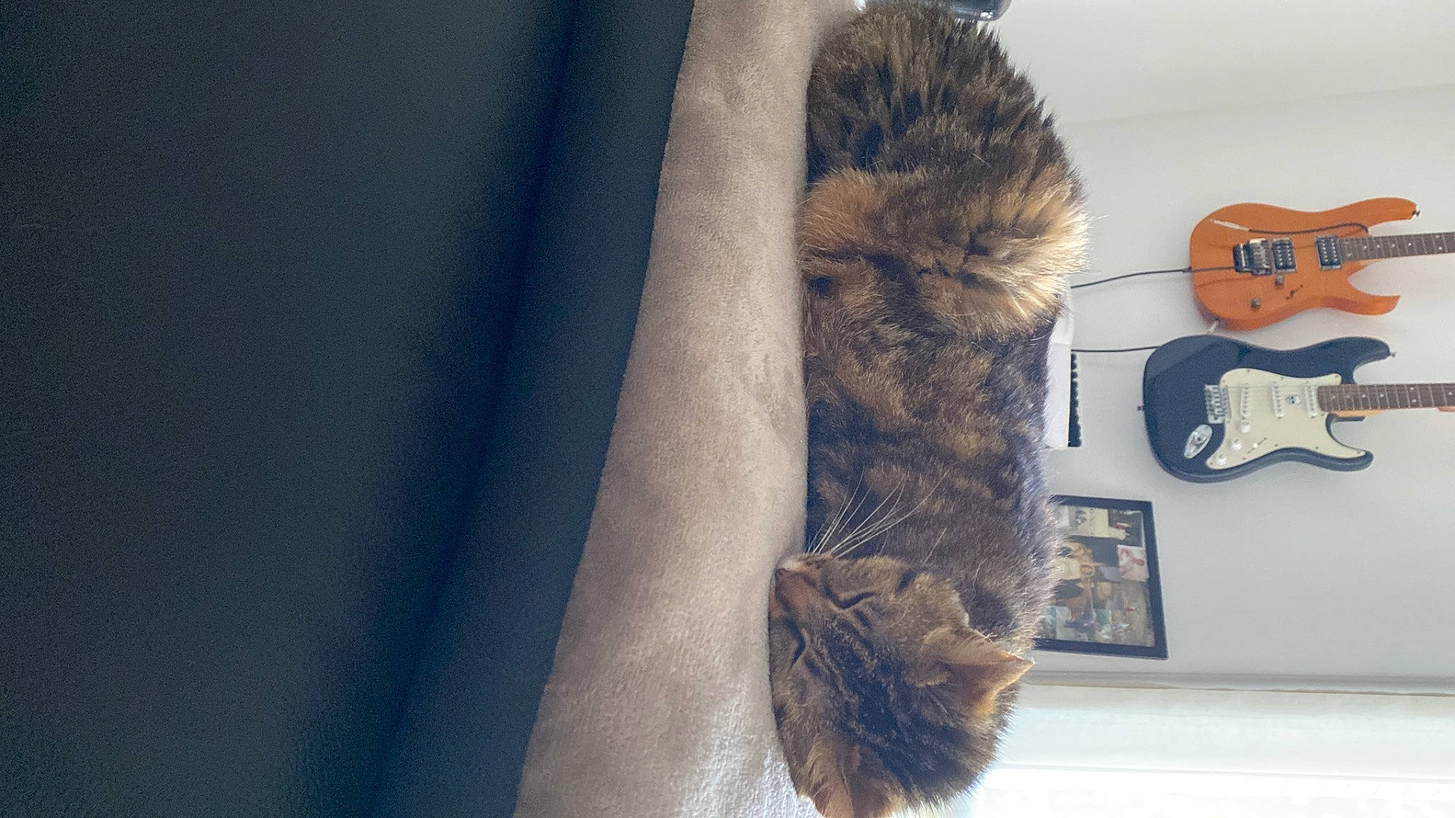Zelda participe au concours pour gagner de l'argent avec cette photo : acoustic_electric_guitar, cat, domestic_short_haired_cat, electric_blue, electronic_musical_instrument, felidae, folk_instrument, fur, grey, guitar, guitar_accessory, musical_instrument, natural_material, small_to_medium_sized_cats, string_instrument, string_instrument_accessory, tail, whiskers, window, winter