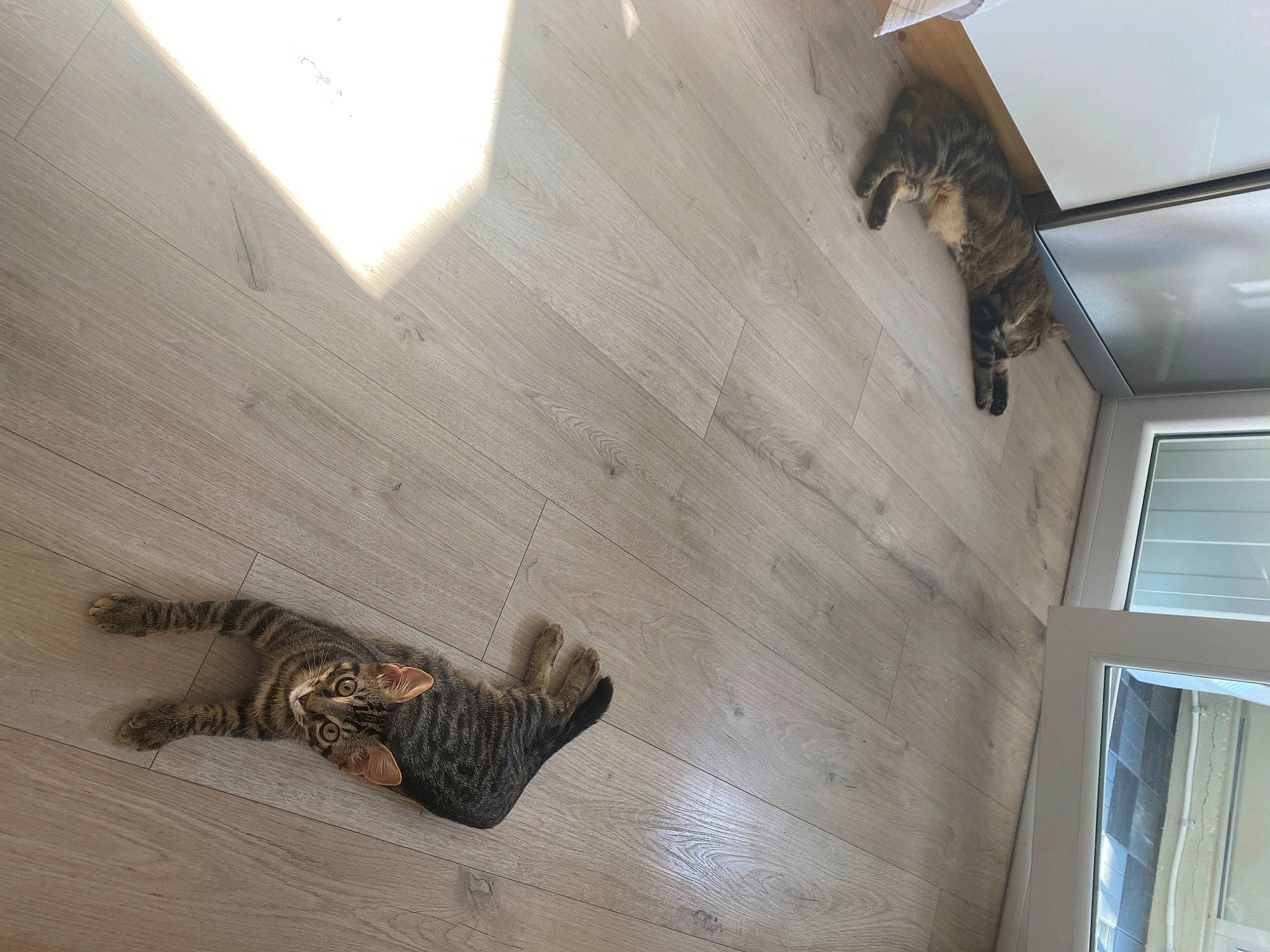 Anatole a rejoint le concours — aidez-le/la à gagner de superbes lots ! beam, building, ceiling, daylighting, floor, flooring, grey, hardwood, house, laminate_flooring, metal, molding, pattern, plaster, plywood, room, window, wood, wood_flooring, wood_stain