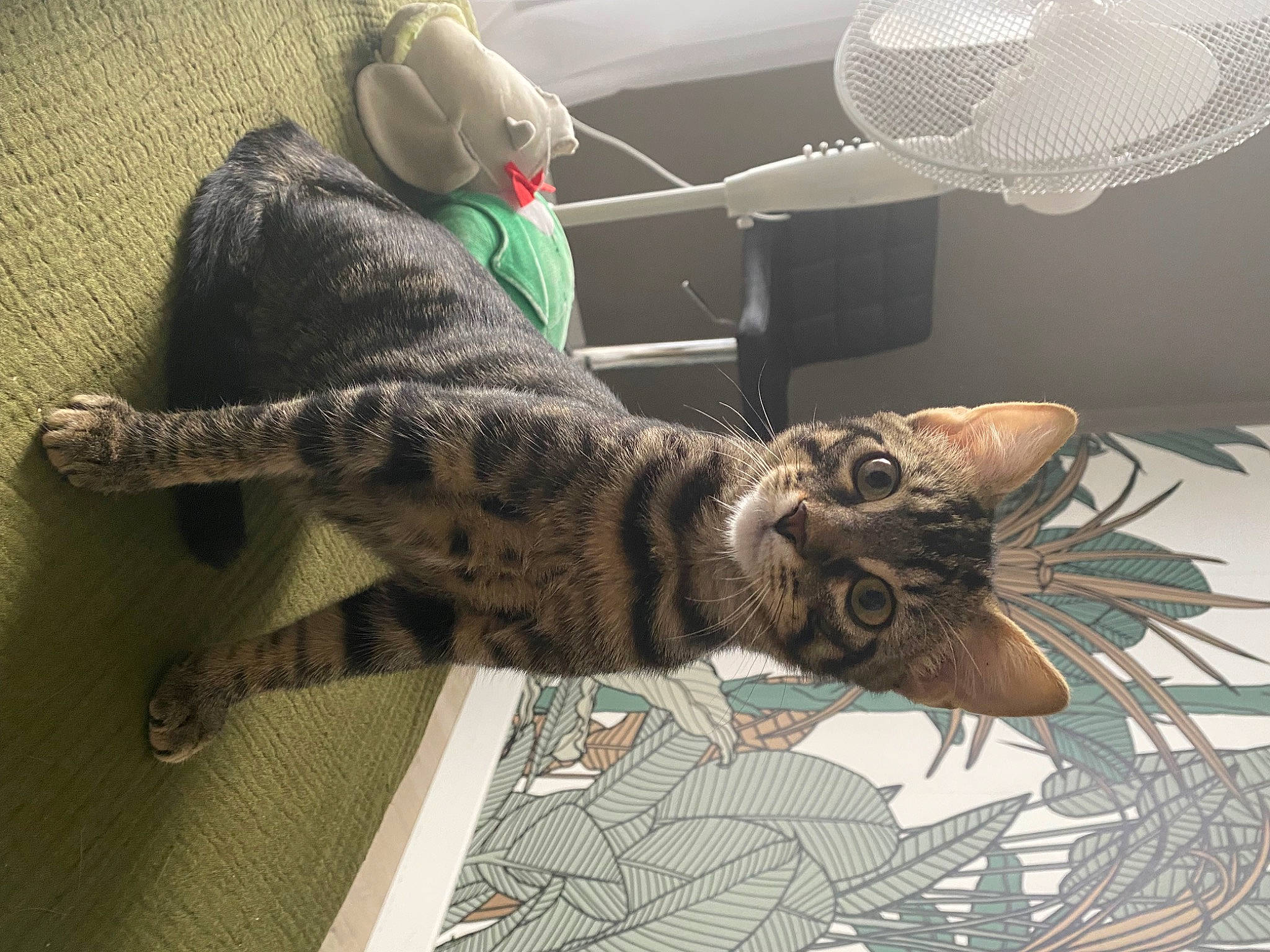 Anatole a rejoint le concours — aidez-le/la à gagner de superbes lots ! bed, carnivore, cat, claw, comfort, couch, domestic_short_haired_cat, felidae, flooring, fur, mechanical_fan, military_camouflage, pattern, small_to_medium_sized_cats, stuffed_toy, tail, toy, tree, whiskers