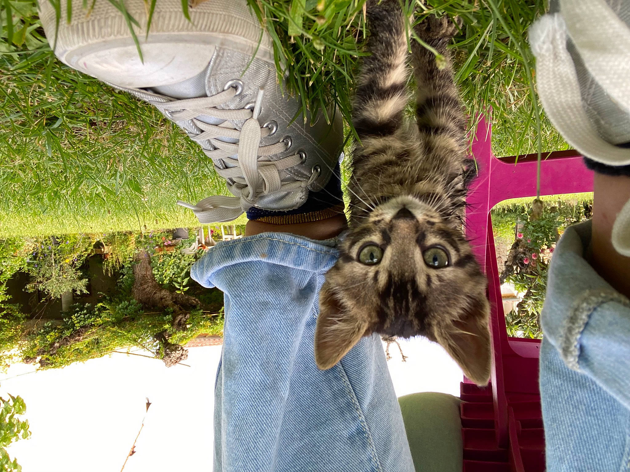 Anatole participe au concours pour gagner de l'argent avec cette photo : carnivore, cat, domestic_short_haired_cat, eyewear, fashion_accessory, fawn, felidae, fur, grass, hat, organism, pattern, plant, sleeve, small_to_medium_sized_cats, snout, tail, terrestrial_animal, terrestrial_plant, whiskers