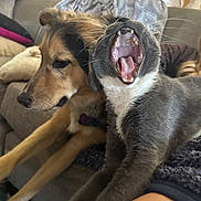 Kizzy is registered to the contest to win money with this photo: dog, cat, yawning_cat, pet, indoor, couch, furniture, relaxed, animal, companion, fur, whiskers, tongue, teeth, living_room, blanket, pillow, canine, feline, resting