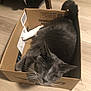 Kizzy joined the competition — help win amazing prizes! cat, cardboard_box, indoor, flooring, gray_cat, white_paws, tail, furniture, toy, feather_toy, pet, animal, curious, relaxed, whiskers, close_up, domestic_cat, floor, box, home