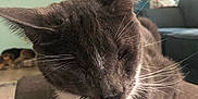Kizzy is registered to the contest to win money with this photo: cat, gray_cat, white_chest, resting, couch, living_room, dog_in_background, doorway, lamp, wall_art, whiskers, furniture, indoor, pet, close_up, relaxed, home, cozy, animal, fur