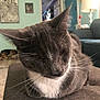 cat, gray_cat, white_chest, resting, couch, living_room, dog_in_background, doorway, lamp, wall_art, whiskers, furniture, indoor, pet, close_up, relaxed, home, cozy, animal, fur