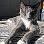 Kizzy is registered to the contest to win money with this photo: cat, gray_cat, white_paws, relaxed, sunlight, indoor, rug, patterned_rug, pet, feline, whiskers, ears, claws, home, cozy, animal, resting, stretching, domestic_cat, floor