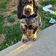 Marcel participe au concours pour gagner de l'argent avec cette photo : dog, puppy, pet, animal, portrait, sitting, outdoor, grass, garden, concrete, steps, collar, blue_collar, fluffy, long_hair, brown_fur, black_fur, tan_markings, looking_at_camera, cute