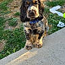 dog, puppy, pet, animal, portrait, sitting, outdoor, grass, garden, concrete, steps, collar, blue_collar, fluffy, long_hair, brown_fur, black_fur, tan_markings, looking_at_camera, cute