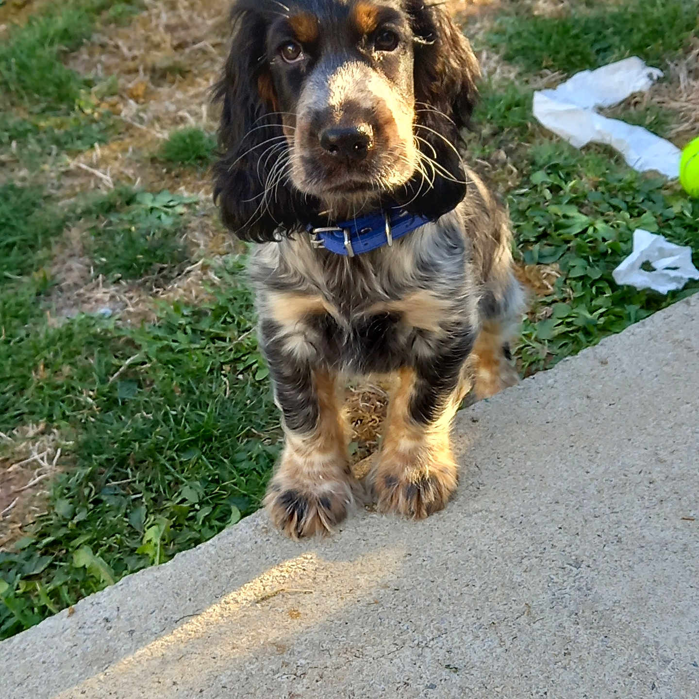 Marcel participe au concours pour gagner de l'argent avec cette photo : dog, puppy, pet, animal, portrait, sitting, outdoor, grass, garden, concrete, steps, collar, blue_collar, fluffy, long_hair, brown_fur, black_fur, tan_markings, looking_at_camera, cute