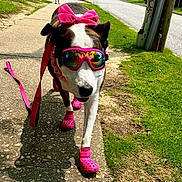 Penny Ann is registered to the contest to win money with this photo: accessory, boots, bow, canine, closeup, crocs, dog, grass, leash, outdoor, pavement, pet, pink, playful, portrait, reflection, sidewalk, summer, sunglasses, walking