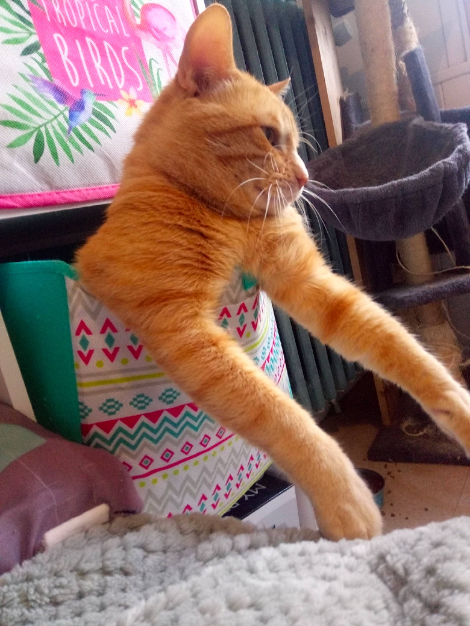 Fripouille a rejoint le concours — aidez-le/la à gagner de superbes lots ! carnivore, cat, cat_supply, claw, comfort, domestic_short_haired_cat, fawn, felidae, flooring, fur, gesture, linens, nail, paw, pet_supply, small_to_medium_sized_cats, snout, tail, whiskers, wood