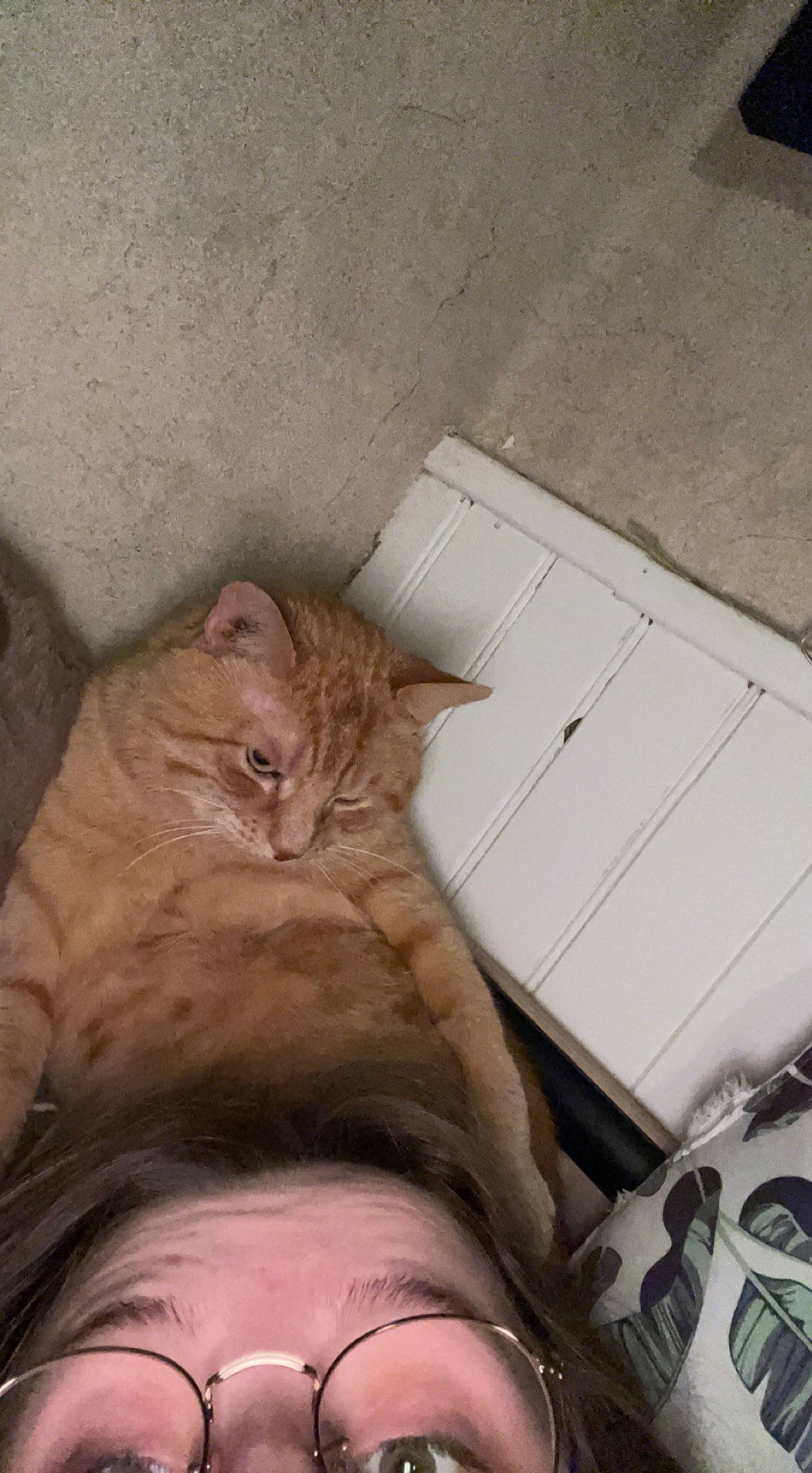 Fripouille a rejoint le concours — aidez-le/la à gagner de superbes lots ! box, cardboard, carnivore, cat, comfort, domestic_short_haired_cat, fawn, felidae, flooring, fur, hardwood, human_leg, room, shipping_box, small_to_medium_sized_cats, snout, thigh, whiskers, wood, wrinkle