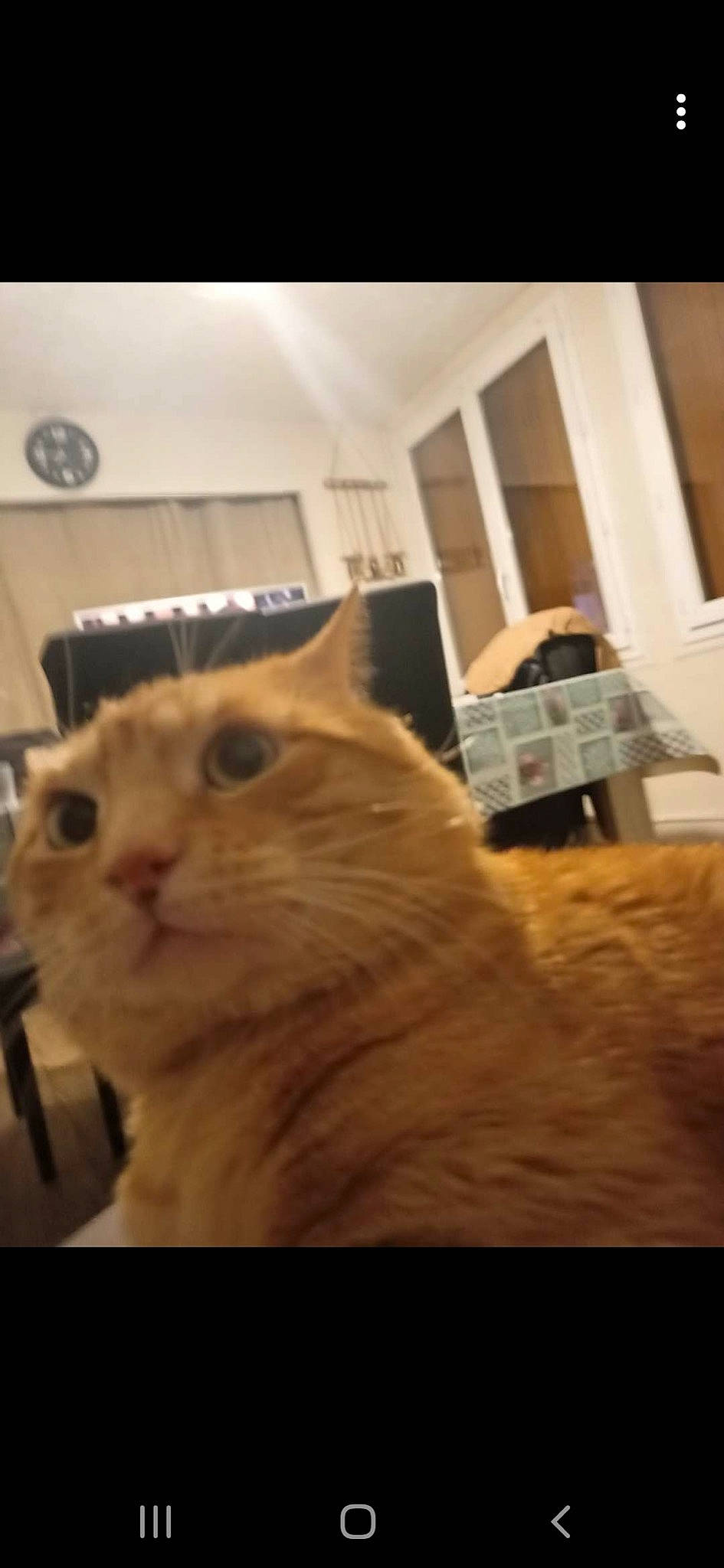 Fripouille a rejoint le concours — aidez-le/la à gagner de superbes lots ! box, carnivore, cat, comfort, domestic_short_haired_cat, ear, fawn, felidae, flooring, fur, hardwood, room, small_to_medium_sized_cats, snout, terrestrial_animal, whiskers, window, wood