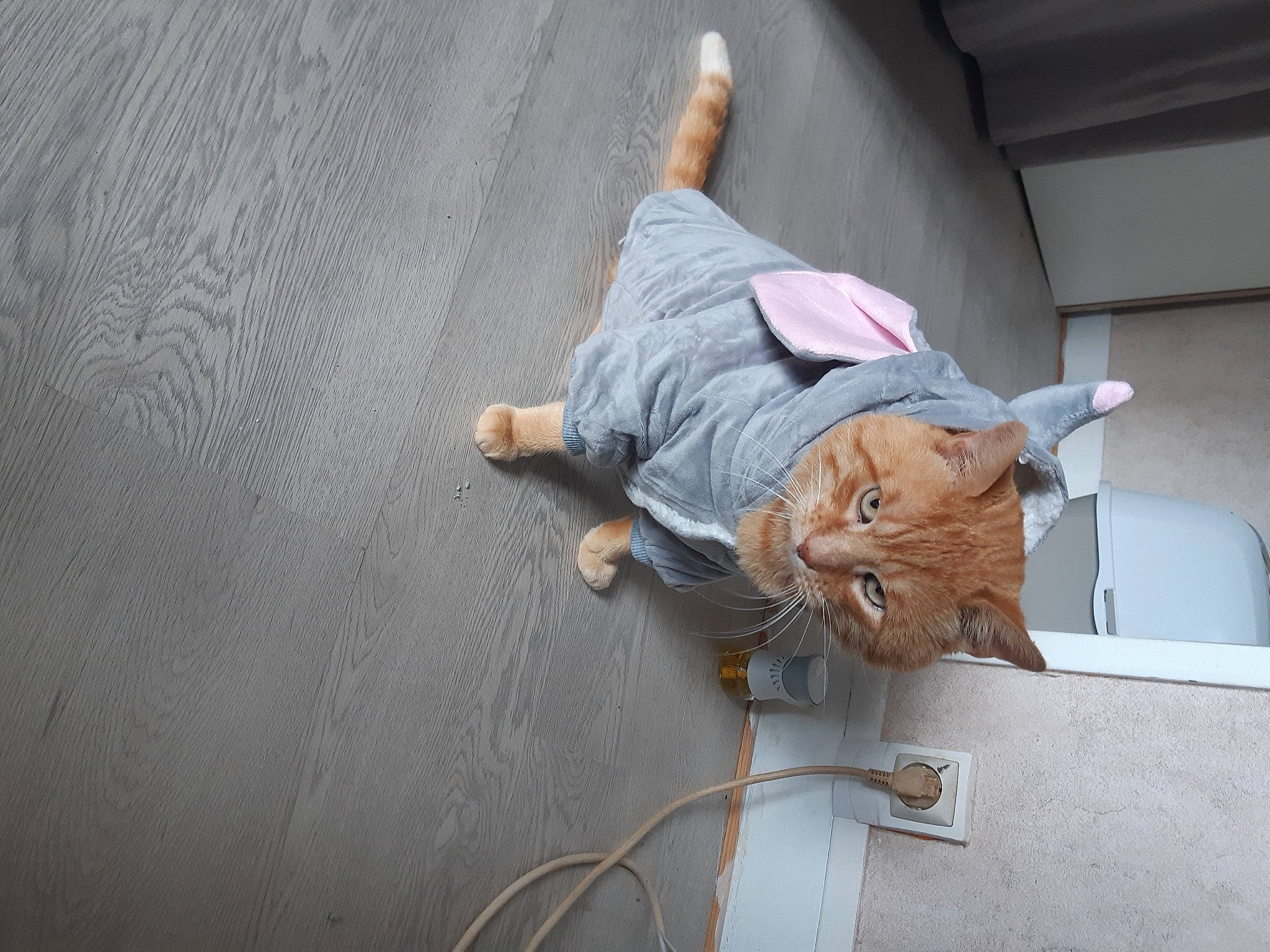 Fripouille a rejoint le concours — aidez-le/la à gagner de superbes lots ! asphalt, bag, boot, carnivore, cat, comfort, felidae, floor, flooring, fur, human_leg, leg, road_surface, sidewalk, sitting, small_to_medium_sized_cats, tail, whiskers, wire, wood