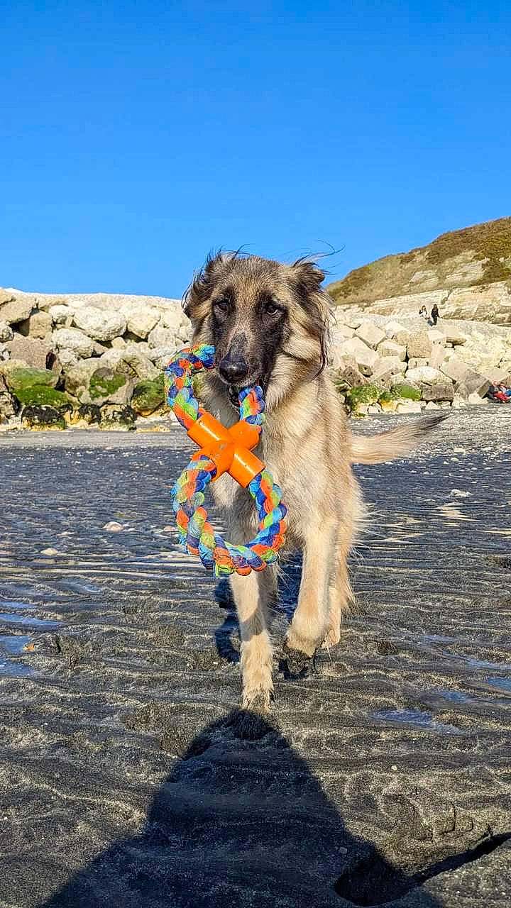 Ivoire a rejoint le concours — aidez-le/la à gagner de superbes lots ! camelid, canidae, carnivore, collar, companion_dog, dog, dog_breed, dog_collar, dog_supply, electric_blue, fawn, landscape, leash, pet_supply, plant, sand, sky, sporting_group, water_dog, working_animal